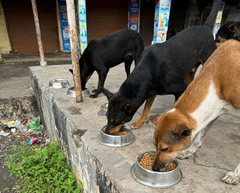 Kartavya Animal and Social Welfare Society Cover Image